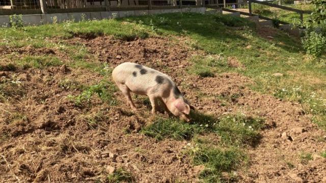 Ein Schwein auf Gut Herbigshagen.
