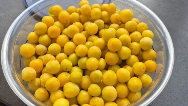 Das Foto zeigt eine Schale mit gelben Mirabellen, die kurz zuvor im Caritas-Garten gepflückt wurden. | Foto: Caritas