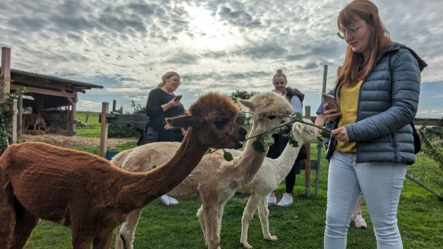 Ausflug der Pflegeteams zur den Alpakas in Nesselröden.